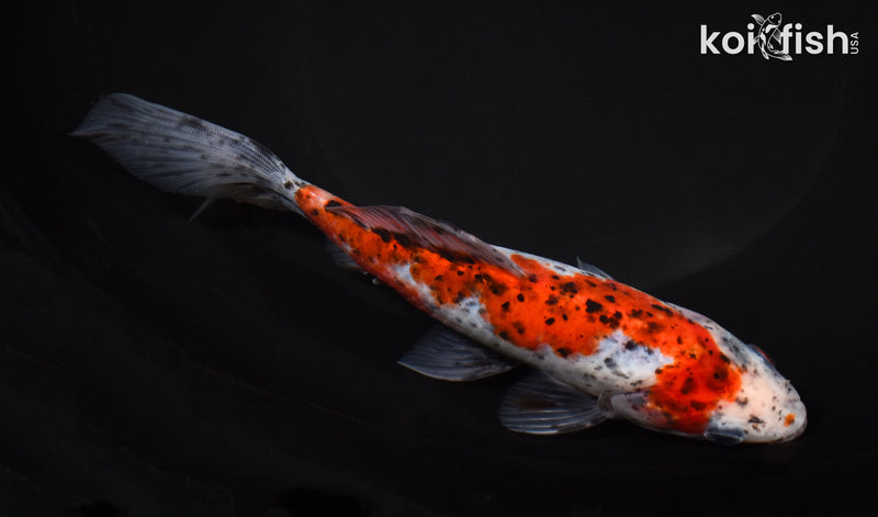 7" SHUBUNKIN GOLDFISH