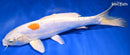 11.25" KIKUSUI