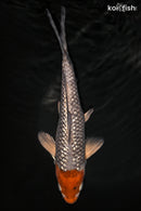9.75" GINRIN HOODED METALLIC OCHIBA SHIGURE