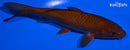 6.75" CHAGOI