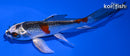 4.75" KUJAKU BUTTERFLY