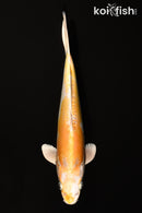 12.5" DOITSU HARIWAKE