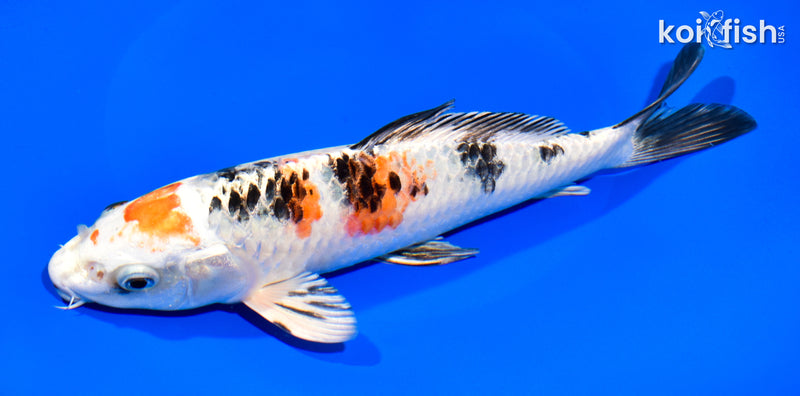 9" YAMATO NISHIKI