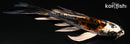 5.75" BENI KIKOKURYU BUTTERFLY