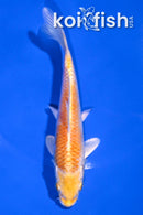 6" HARIWAKE