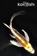 7.25" KIN KIKOKURYU BUTTERFLY