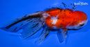 5" CALICO ORANDA GOLDFISH