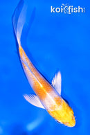 4" LEMON HARIWAKE BUTTERFLY