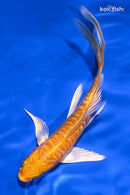 5" DOITSU YAMABUKI OGON BUTTERFLY