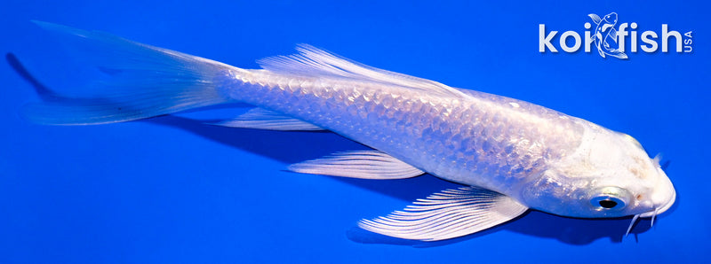 5" GINRIN PLATINUM OGON BUTTERFLY