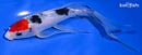 7.5" SANKE BUTTERFLY