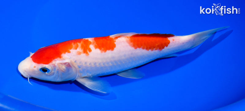 8" KOHAKU