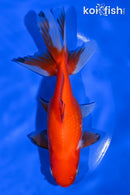 6" WAKIN GOLDFISH