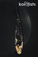 5.25" DOITSU KI BEKKO