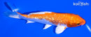 5.75" GINRIN HARIWAKE