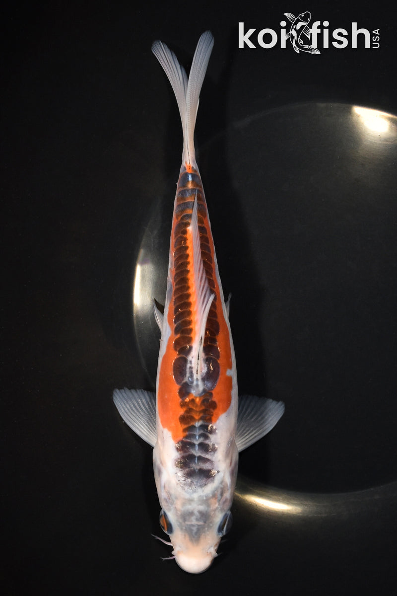 7.75" HI SHUSUI