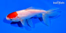 5.5" TANCHO WATONAI GOLDFISH