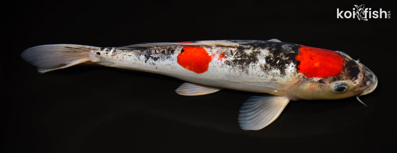 12.5" DOITSU MARUTEN GOSHIKI