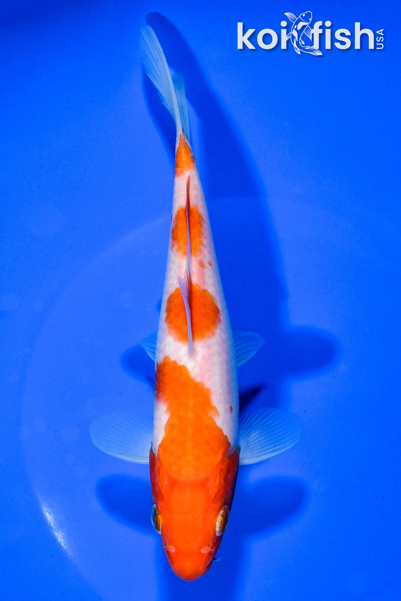 6.5" YONDAN KOHAKU