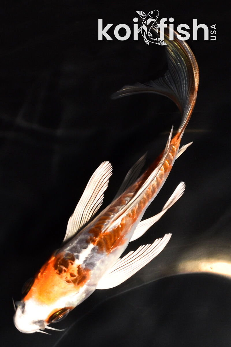 6.75" ARAGOKE BENI KIKOKURYU BUTTERFLY