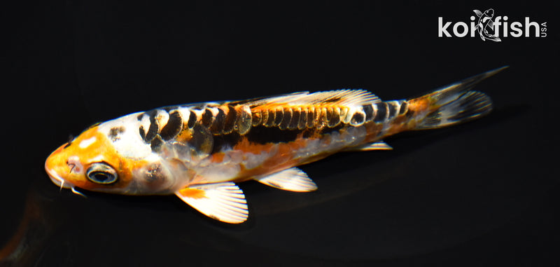 5" ARAGOKE BENI KIKOKURYU