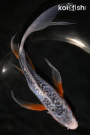 7.75" SHUSUI BUTTERFLY
