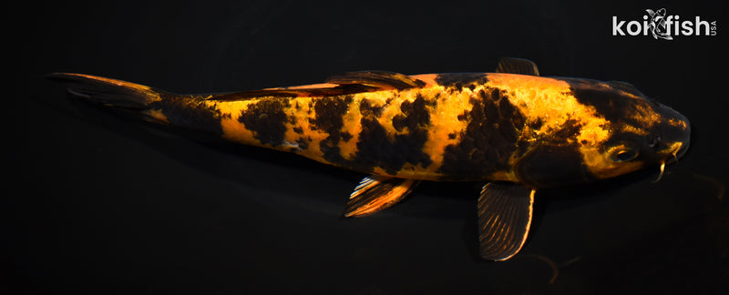 10.75" KIN HI UTSURII