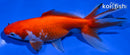 6" WAKIN GOLDFISH