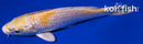 5.75" LEMON HARIWAKE