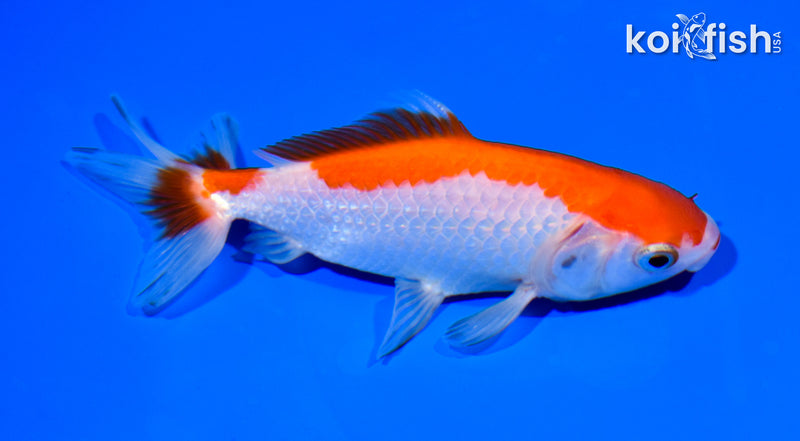 5.25" WAKIN GOLDFISH