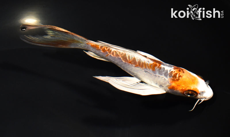 6.75" ARAGOKE BENI KIKOKURYU BUTTERFLY