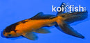 4.25" WATONAI GOLDFISH