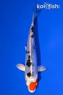 5.25" HEISEI NISHIKI