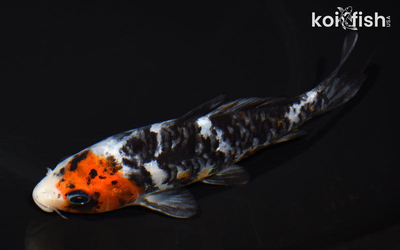 5.75" ARAGOKE SANKE