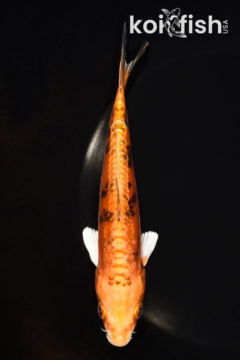 6.25" DOITSU ORENJI BEKKO