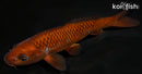7" CHAGOI