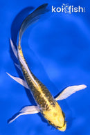 5" KIN KIKOKURYU BUTTERFLY