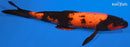 13.25" HI UTSURI