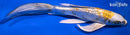 8.75" GINRIN KUJAKU BUTTERFLY