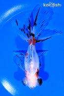 5.25" CALICO TELESCOPE GOLDFISH