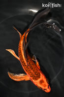 8" DOITSU KIN ORENJI MATSUBA BUTTERFLY