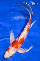 7.75" KIKUSUI BUTTERFLY