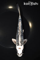 8.25' ARAGOKE KIKOKURYU