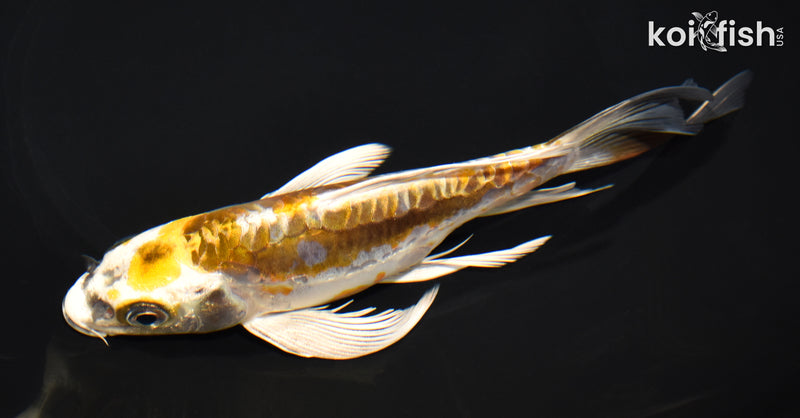 7.25" KIN KIKOKURYU BUTTERFLY
