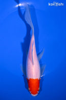 7.75" SARASA COMET GOLDFISH