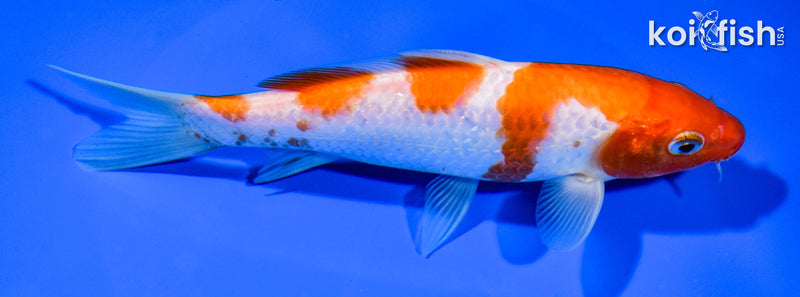 6.5" YONDAN KOHAKU