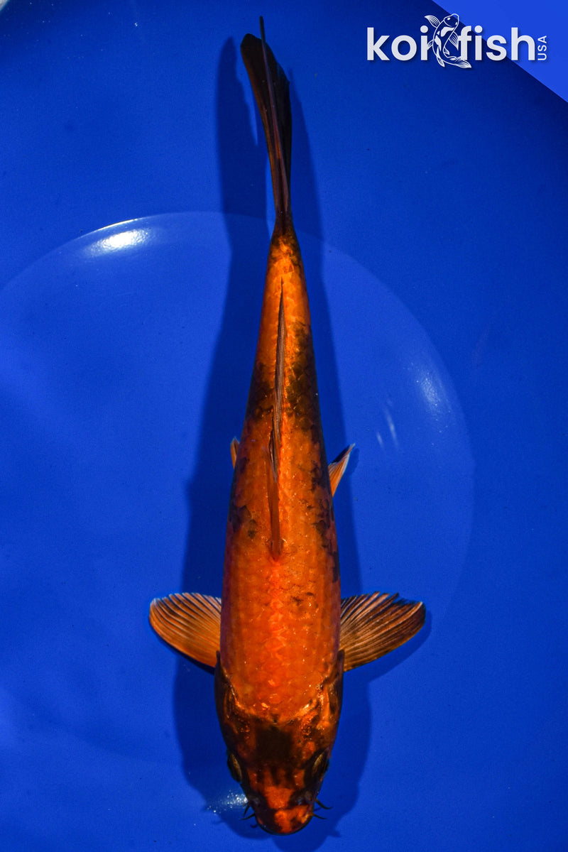 8" KIN HI UTSURI