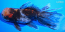 5" CALICO GOLDFISH