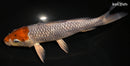 9.75" GINRIN HOODED METALLIC OCHIBA SHIGURE