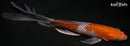 9" OCHIBA SHIGURE BUTTERFLY